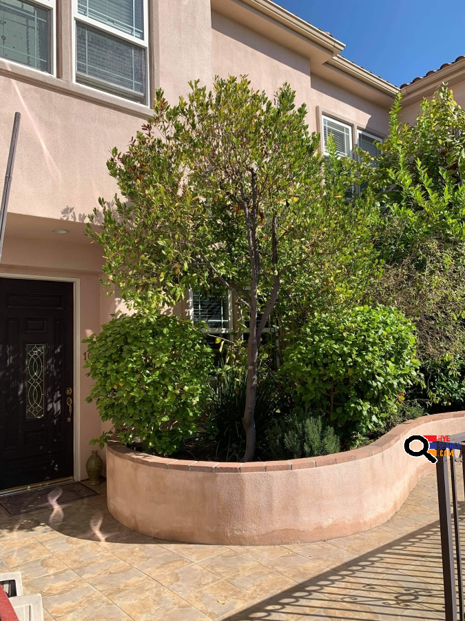 House for Rent in Burbank, CA