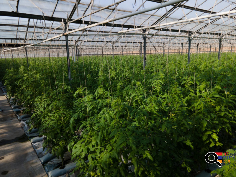  Վաճառվում է գործող ջերմոցներ Աբովյան Արամուս գյուղ տանող ճանապարհի Անկախության 2