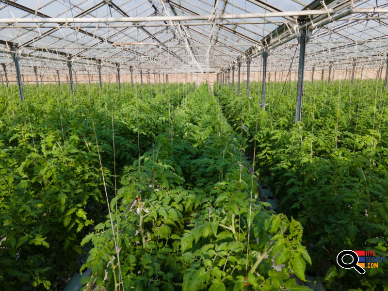  Վաճառվում է գործող ջերմոցներ Աբովյան Արամուս գյուղ տանող ճանապարհի Անկախության 2