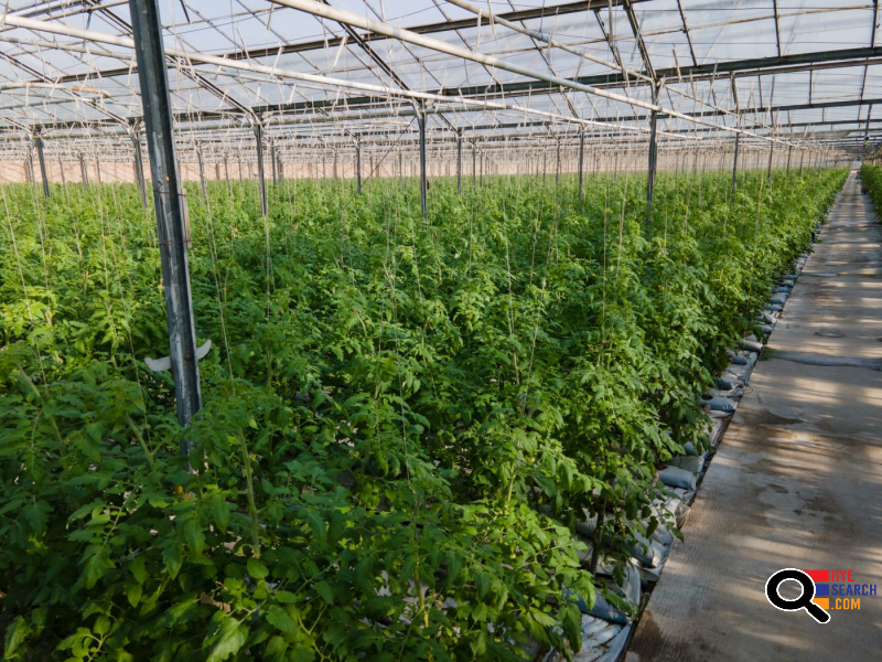  Վաճառվում է գործող ջերմոցներ Աբովյան Արամուս գյուղ տանող ճանապարհի Անկախության 2