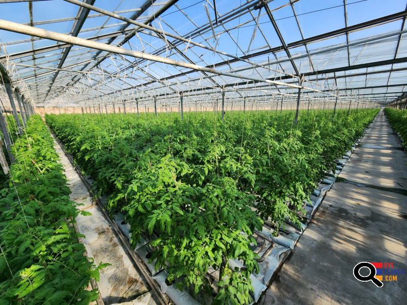  Վաճառվում է գործող ջերմոցներ Աբովյան Արամուս գյուղ տանող ճանապարհի Անկախության 2